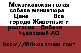 Мексиканская голая собака миниатюра › Цена ­ 53 000 - Все города Животные и растения » Собаки   . Чукотский АО